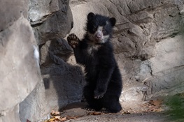 Two Andean Bear Cubs Emerge from Den And Make Public Debut at Queens Zoo